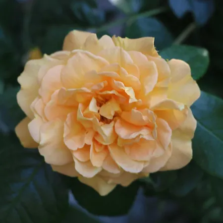 - Direkt Am Wasser Polchow (Vorpommern-Rugen)