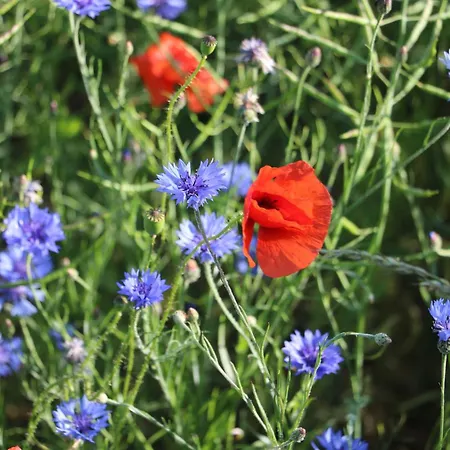 Apartment - Direkt Am Wasser Polchow (Vorpommern-Rugen)